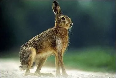 Le livre est un animal qui :