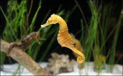 À quel animal ressemble étrangement l'hippocampe ?