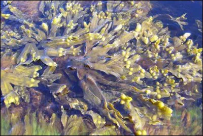 Quel est le nom en F de cette algue fréquente sur les côtes rocheuses ?