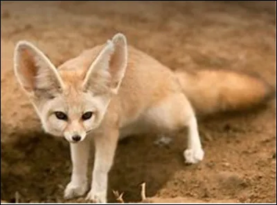 Quel est cet animal en F, un petit renard du désert avec de longues oreilles ?