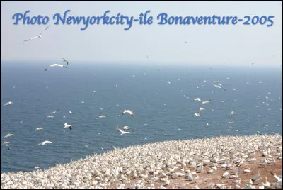 Quel est cet animal en F, un grand oiseau au plumage blanc éclatant qui se nourrit de poissons ?