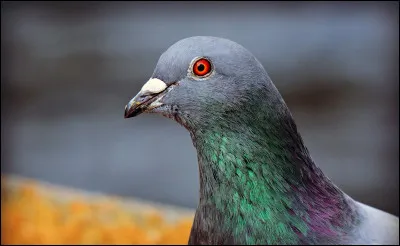 Vais-je vous pendre pour un pigeon ? Si le pigeon est éduqué et testé en laboratoire, que sont ses résultats ?