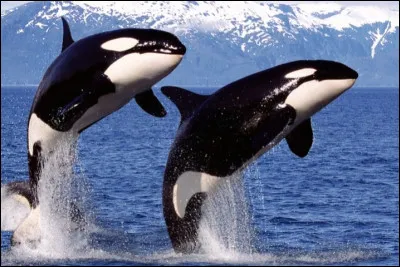 Les orques ont un très gros cerveau, disproportionné par rapport à leur taille. Mais qu'en est-il de leur intelligence ?