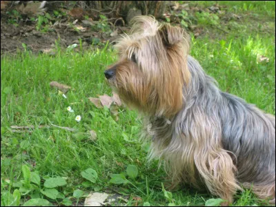 Combien de mots environ, un chien (parmi les plus intelligents), peut-il mémoriser ?