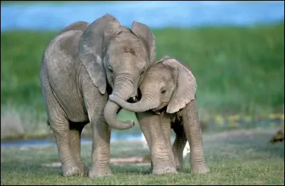 Que conclure à propos de cette journée dédiée à l'intelligence animale ?