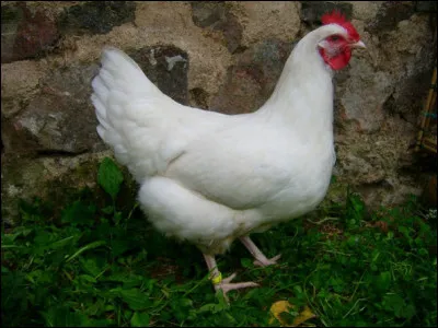 Quand j'étais petite, j'avais apprivoisé une poule, dans la basse-cour de ma grand-mère. Je l'avais baptisée "Co". Elle reconnaissait son prénom, accourait quand je l'appelais, m'obéissait et me suivait comme un chien. Je lui avais même appris à "parler" ! Quand je lui disais "Dis-moi Co", elle répétait "Co", si je demandais "dis-moi Coco", elle répondait "Coco", il en était de même pour "Cococo". L'histoire que je vous raconte est-elle bien exacte ?