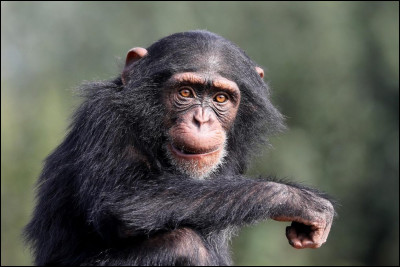 Il semblerait que ce soient les chimpanzés, partageant 98 % de l'ADN humain, qui seraient en tête de liste parmi les animaux les plus intelligents.
Sont-il capables de fabriquer et d'utiliser des outils ?