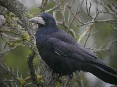 Quelles sont les capacités des corbeaux, classés eux aussi parmi les animaux ayant de grandes facultés ?