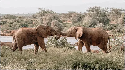 Les éléphants sont-ils des animaux sensibles et capables d'émotions ?