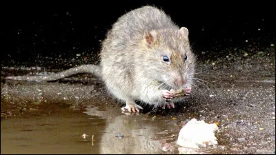 On le sait, le rat est un animal dont l'intelligence est reconnue. Que sait-il faire ? Les questions portent plus spécifiquement sur le rat d'égout :