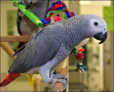 Le perroquet gris du Gabon, avec sa cervelle d'oiseau, fait pourtant partie de l'élite ! Il serait scientifiquement démontré qu'il ait une intelligence équivalent à un jeune enfant. Il reproduit très bien les sons qu'il entend. Combien de mots est-il capable de prononcer ?