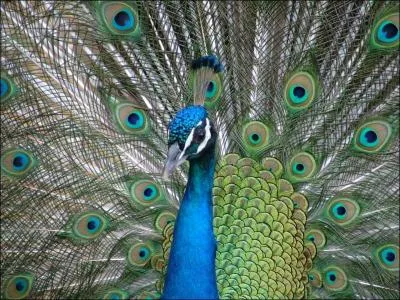 Le paon est un animal originaire :