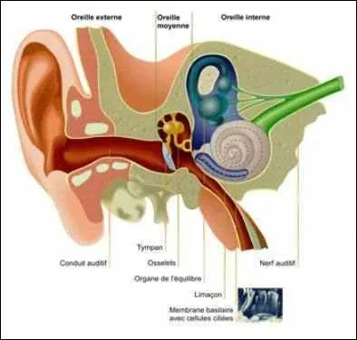 La trompe d'Eustache relie :