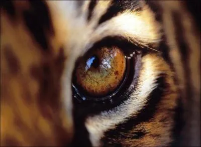 'L'oeil de tigre' est :