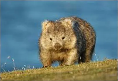 Dans quel pays retrouve-t-on le wombat ?