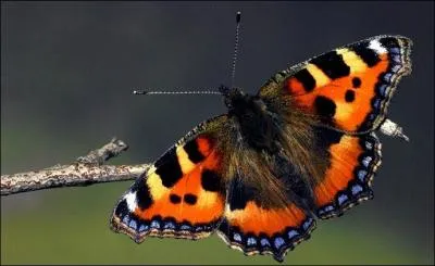 Combien d'espces de papillons y a-t-il ?