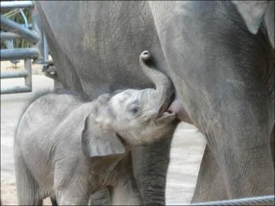 Chez l'lphant, la gestation est la plus longue de tous les mammifres. Elle dure prs de :