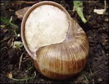 En hiver, l'escargot ferme l'orifice de sa coquille au moyen de :