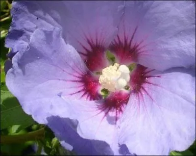 En anatomie florale, la corolle est constitue par :