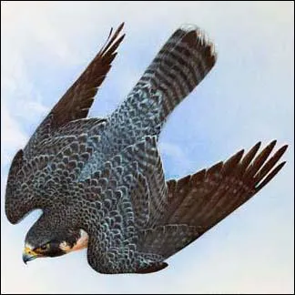 En piqu, le faucon peut atteindre :