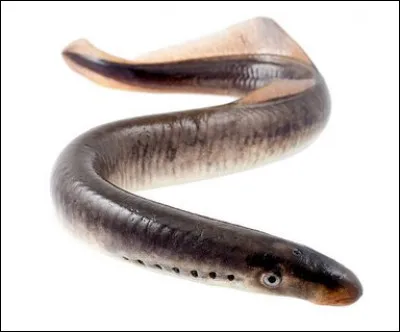 Quel est ce drôle de poisson ?