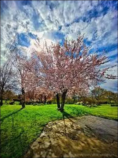 Quel est l'animal national de l'Australie ?