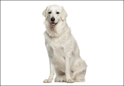 Cette race s'appelle le kromfohrländer.