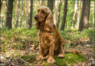 Quelle est cette race de chien ?