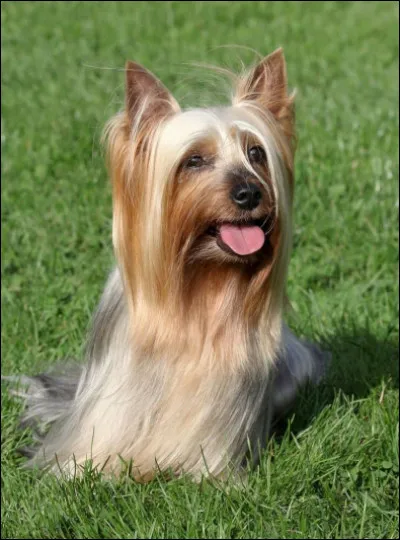 Cette race s'appelle le silky terrier.