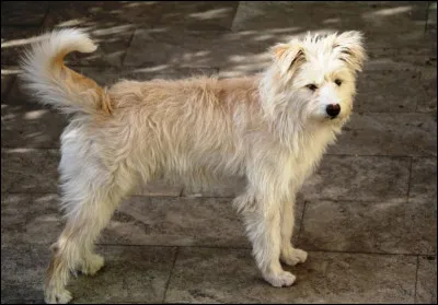 Quelle est cette race de chien ?