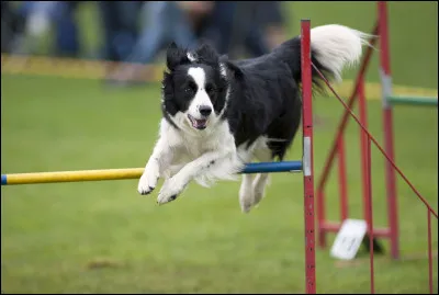 Cette race s'appelle le border collie.