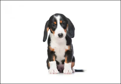 Quelle est cette race de chien ?