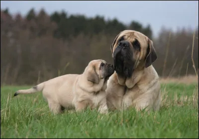 Cette race s'appelle le Mastiff.