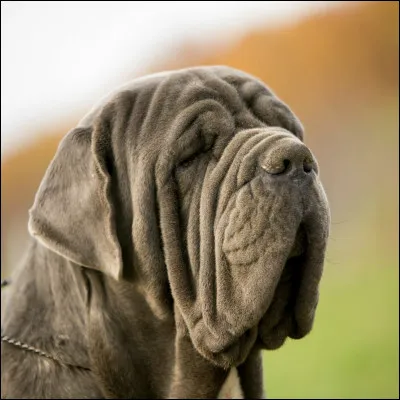 Cette race s'appelle le mâtin espagnol.