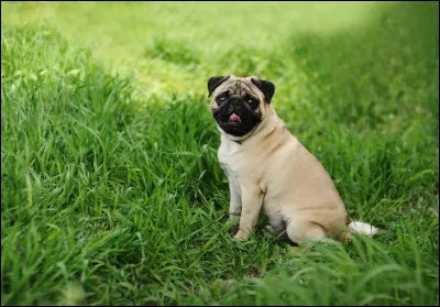 Quelle est cette race de chien ?