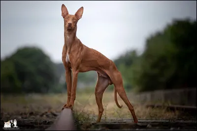 Quelle est cette race de chien ?