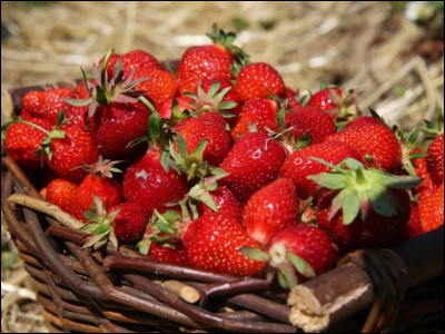 En quelle saison les fraises sont-elles majoritairement récoltées ?