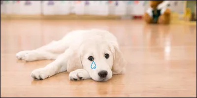 Comment réagissez-vous face à une défaite ?