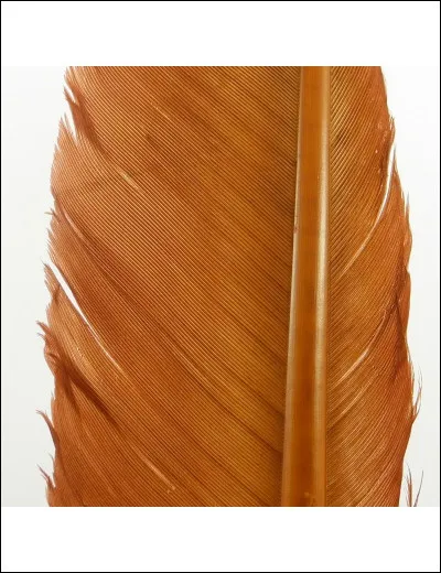 Qui est la compagne de Plume Rousse ?