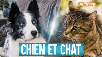 Préférerais-tu être un chat ou un chien ?