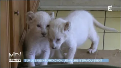 Parmi ces animaux, lequel n'est pas un félin ?