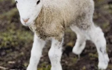 Quiz Animaux
