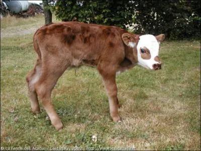 Le petit de la vache c'est le...