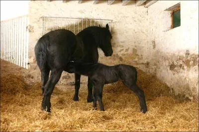 La mre du poulain est la...