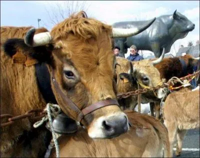 C'est un (ce sont des)...