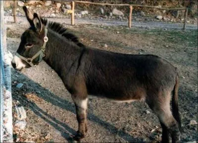 Le nom de cet animal est...