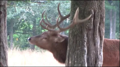 Les bois des cerfs sont faits de kératine.