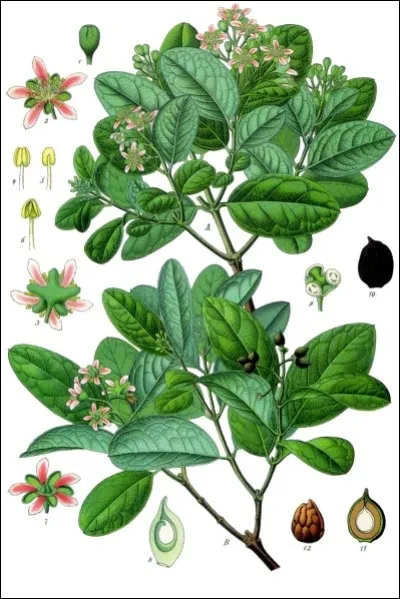 Dans quoi peut-on bien mettre les feuilles de "boldo" ?