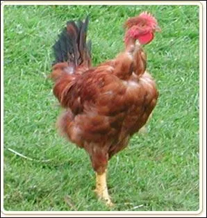 Quel est cet animal ?