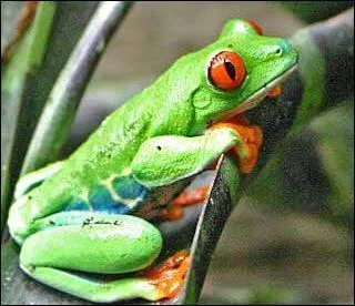 Quel est cet animal ?